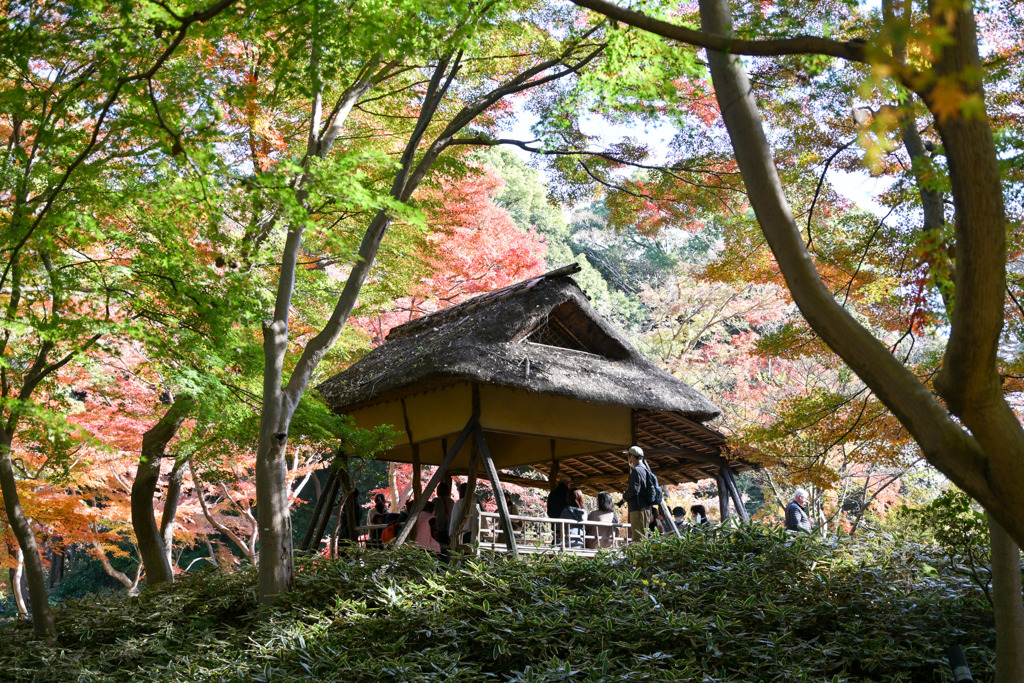 都内紅葉巡り【六義園：つつじ茶屋付近の紅葉】②20251128