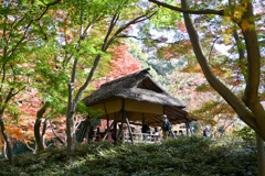 都内紅葉巡り【六義園：つつじ茶屋付近の紅葉】②20251128
