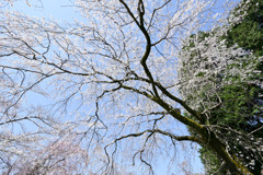神代植物公園【サクラ：枝垂桜】②20250404