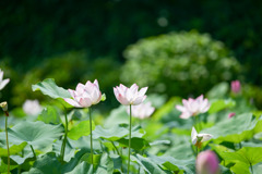 花菜ガーデン【田んぼたんぼの蓮(近景)】⑥20250713