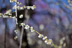 府中市郷土の森【梅の花：月影枝垂】②20250309