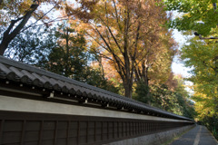 小石川後楽園【塀の外から見た紅葉】20181201