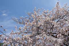 新宿御苑【桜：高遠小彼岸】②20170402
