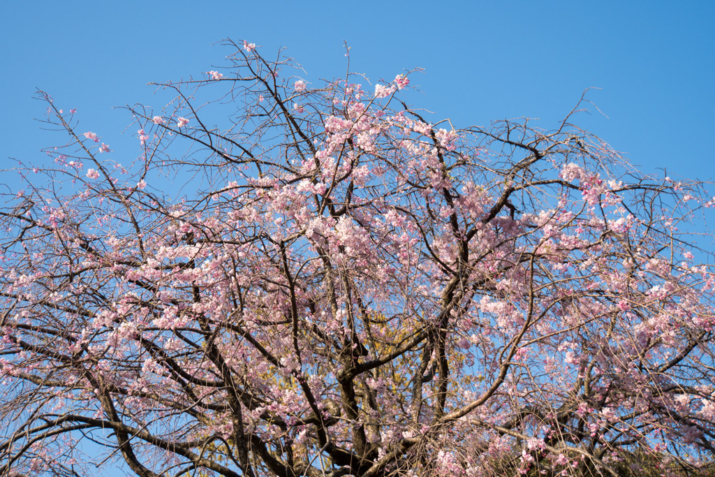 近所のサクラ【テリタビーズ公園：老木の八重紅枝垂桜】②20200408