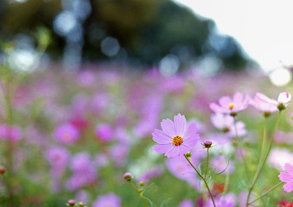 昭和記念公園【花の丘の花畑】⑤20191006