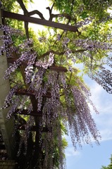 【藤】④20140503