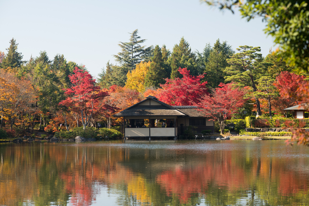 昭和記念公園【日本庭園：池周辺の紅葉】①20231124