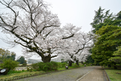 神代植物公園【サクラ：ばら園付近の眺め】20240406