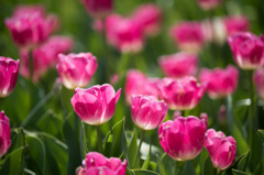 【昭和記念公園(パープルレディ)】②20150418