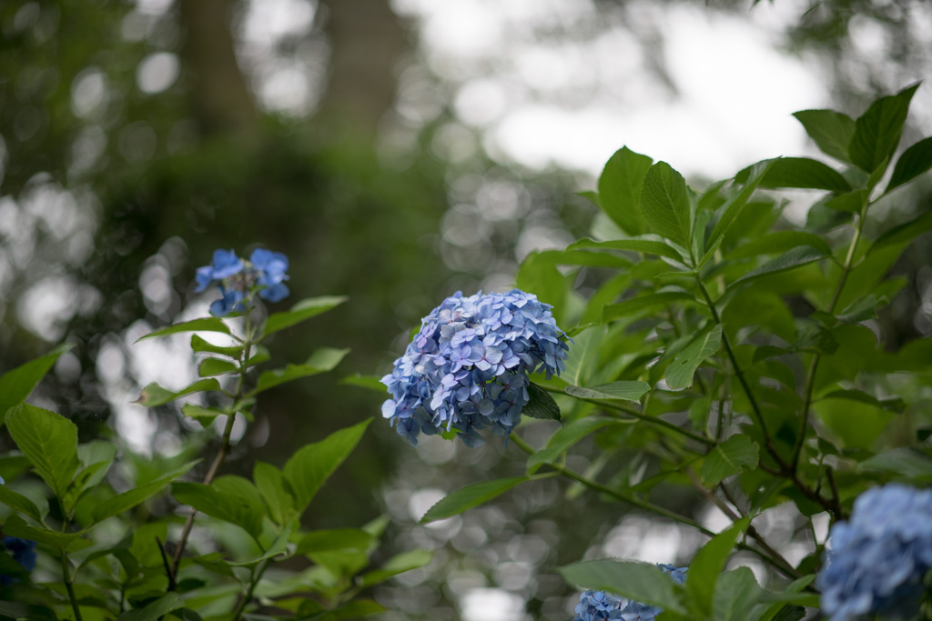 長尾山妙楽寺【参道の紫陽花】20210624