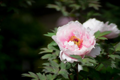 町田ぼたん園【牡丹：玉芙蓉】20190429