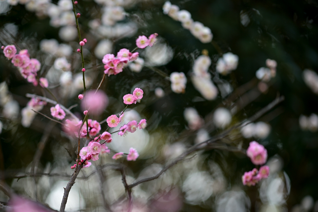 府中市郷土の森【梅：輪違い】①20240220