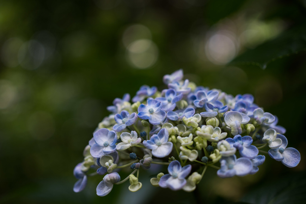 【薬師池公園(渦紫陽花)】④20160612