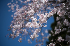 神代植物公園【枝垂れ桜】⑥20230319