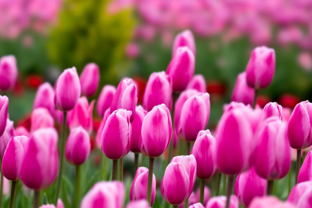 花菜ガーデン【チャペックの庭のチューリップ】⑤20191221