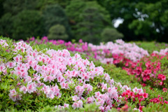 神代植物公園【つつじ園の様子】②20250429