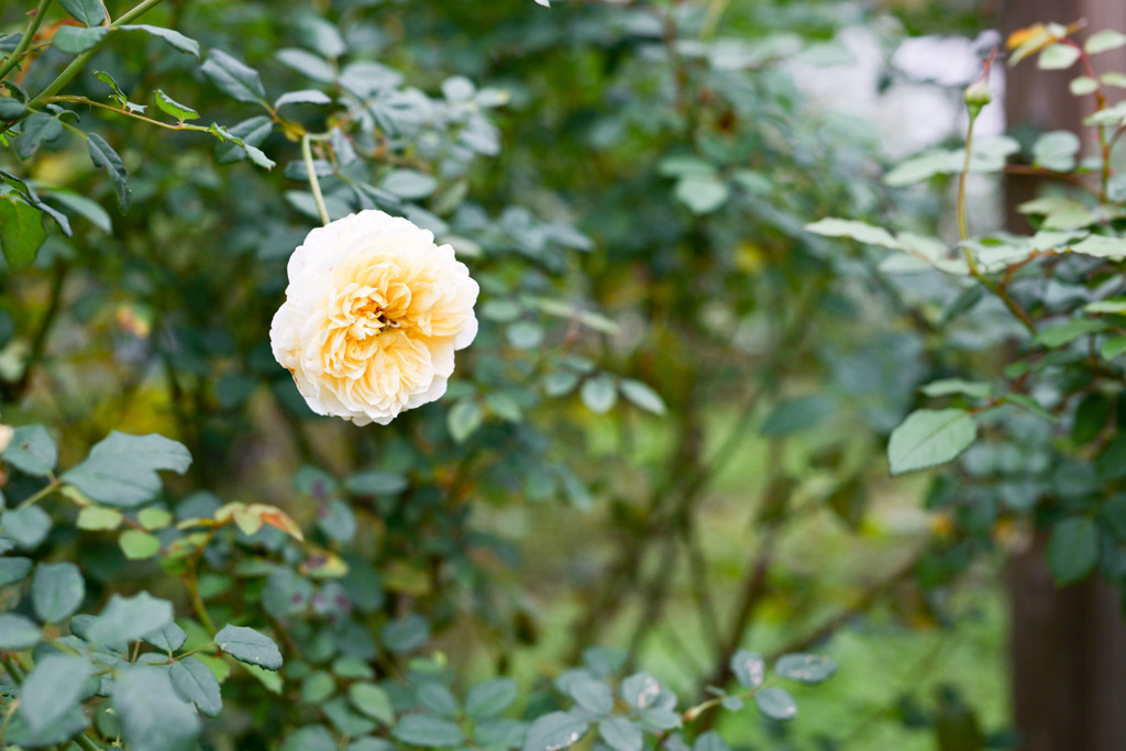 生田緑地ばら苑【秋パラ：ザ・ポエッツ・ワイフ】20251023