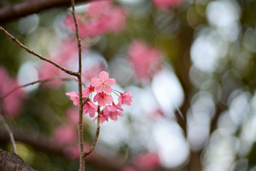 本牧山頂公園【サクラ：横浜緋桜】⑥20240331