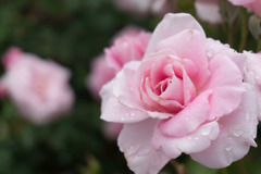 大船植物園【薔薇：桜貝】20170702