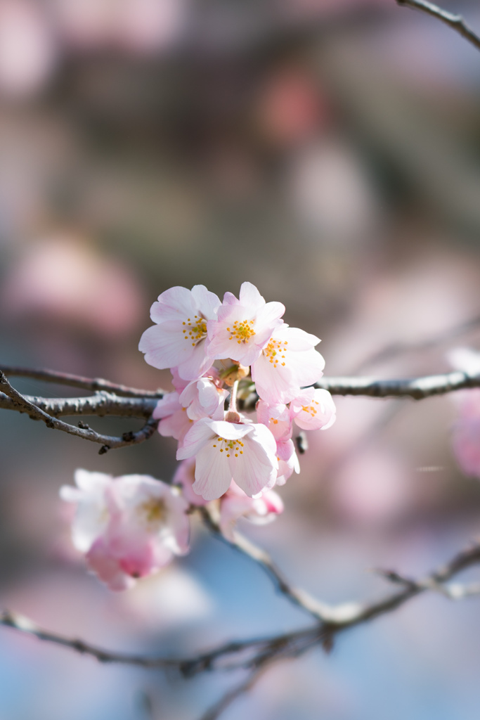 神代植物公園【神代曙のアップ】③20230319