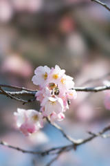 神代植物公園【神代曙のアップ】③20230319