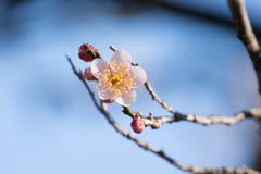 神代植物公園【梅：雲の曙】