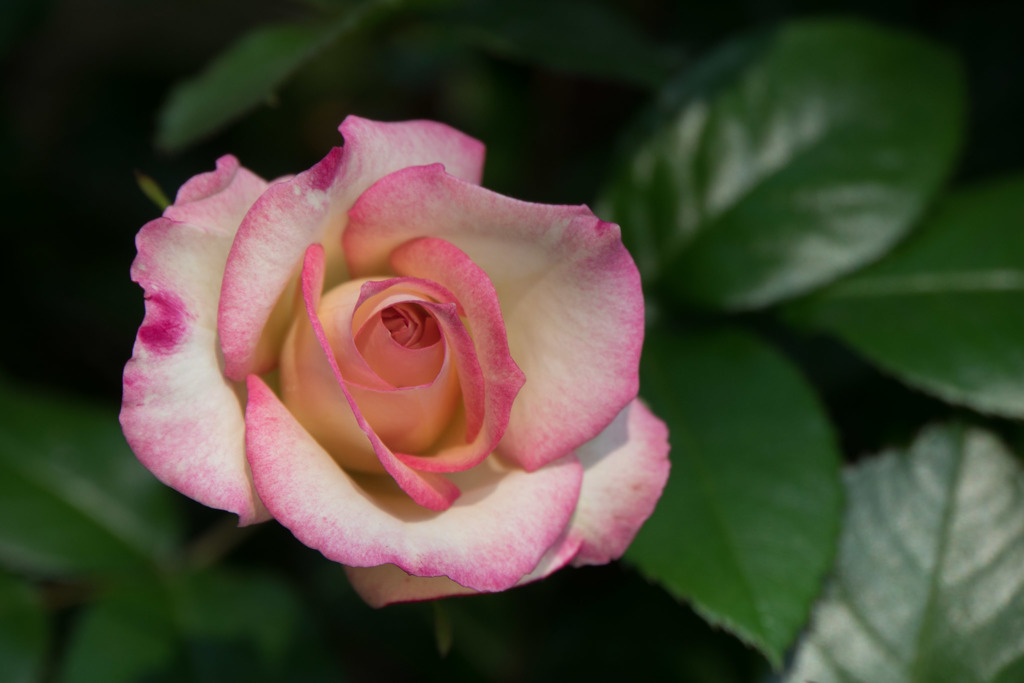 谷津バラ園【薔薇：ほのか】20170521