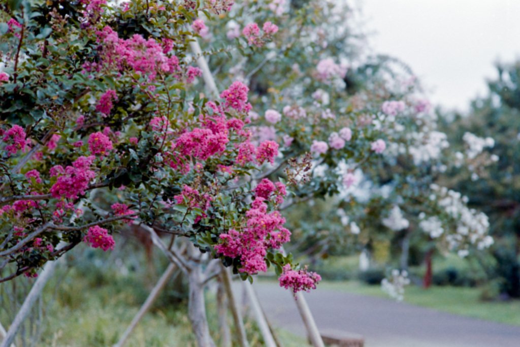 花菜ガーデン【サルスベリ(赤系)】①20210912銀塩NLP