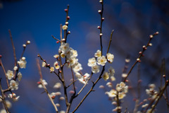 府中市郷土の森【梅の花：野梅】①20200211