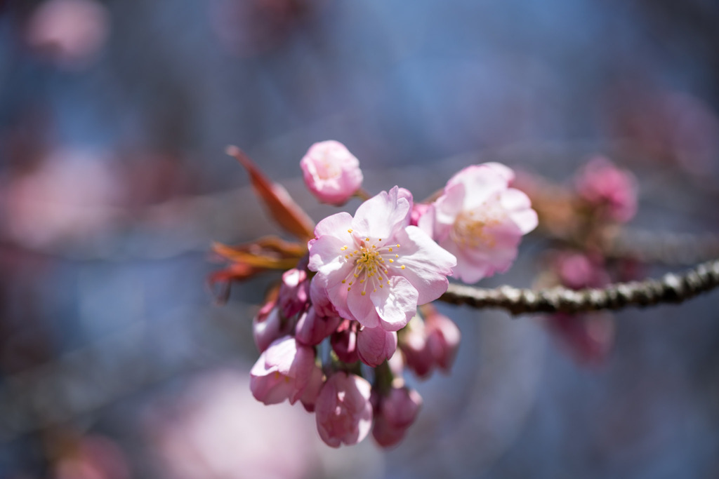 新宿御苑【長州緋桜】①20200326