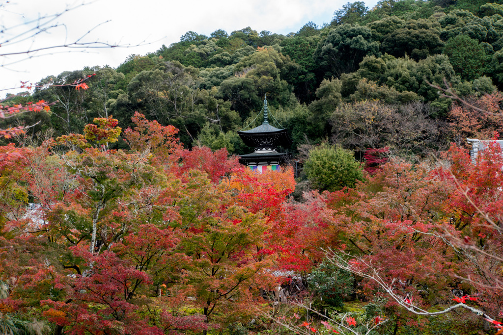 京都紅葉狩り【永観堂：紅葉】①20201123