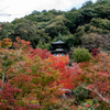 京都紅葉狩り【永観堂：紅葉】①20201123