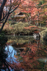 六義園【紅葉：つつじ茶屋】①20171202
