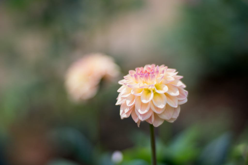 神代植物公園【ダリア：ゆめちゃん】20210724