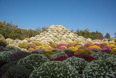 小田原ざる菊園【ざる菊】①20191110