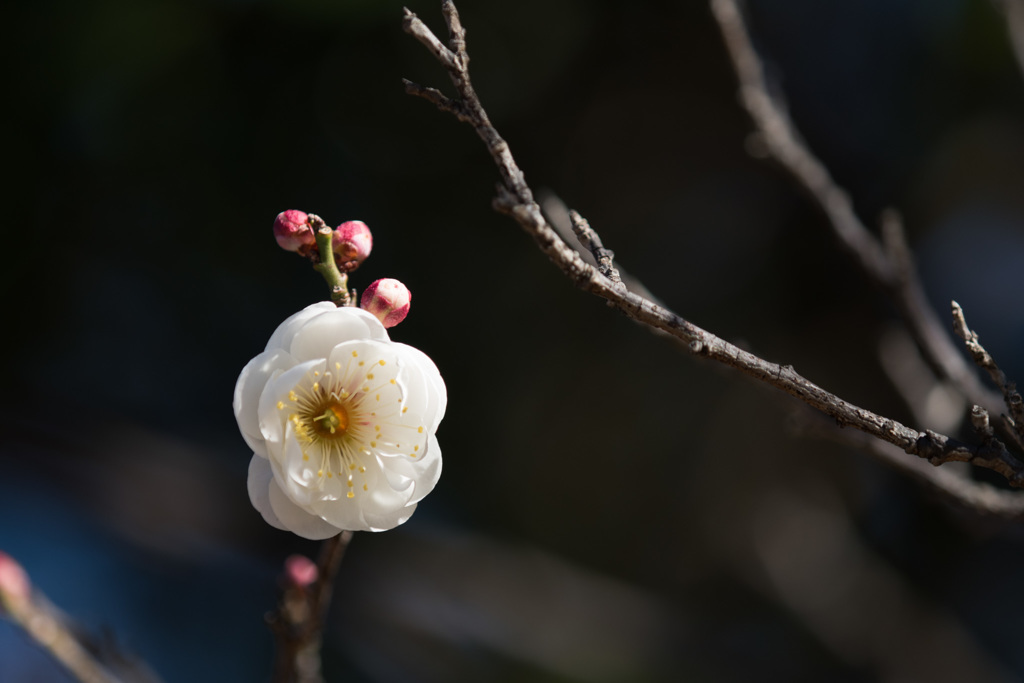 【近所の公園の白梅】①20150201
