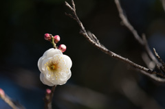 【近所の公園の白梅】①20150201