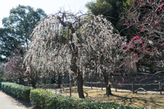 大船フラワーセンター【梅の花：高砂枝垂】20220306