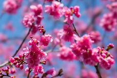 大船フラワーセンター【大寒桜(実生)】①20210304
