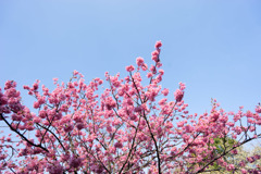 本牧山頂公園【桜：横浜緋桜】②20180324