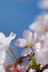 大船フラワーセンター【玉縄桜】③20210304