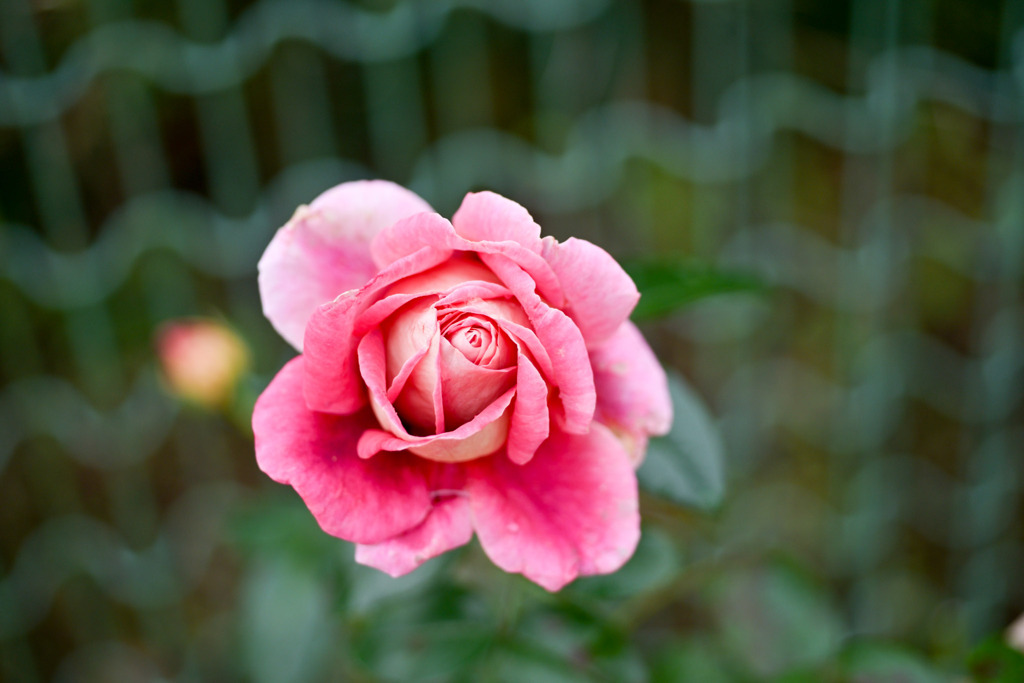 花菜ガーデン【秋パラ：クローネンブルグ】20251027