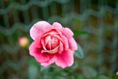 花菜ガーデン【秋パラ：クローネンブルグ】20251027