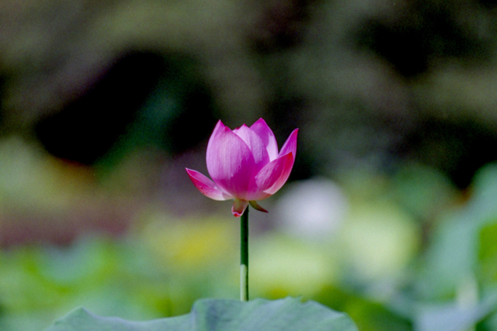 神代植物公園【ハス：青菱紅蓮】①20200801