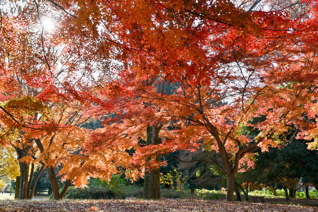 神代植物公園【自由広場(南口の紅葉)】②20251130