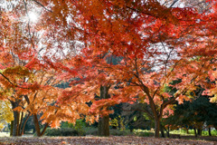 神代植物公園【自由広場(南口の紅葉)】②20251130