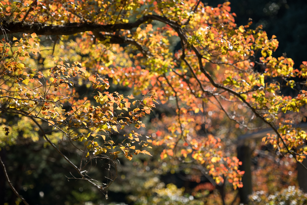 昭和記念公園【自転車道沿い：ナンキンハゼ】②20221108