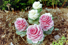花菜ガーデン【ハボタン】①20220123銀塩