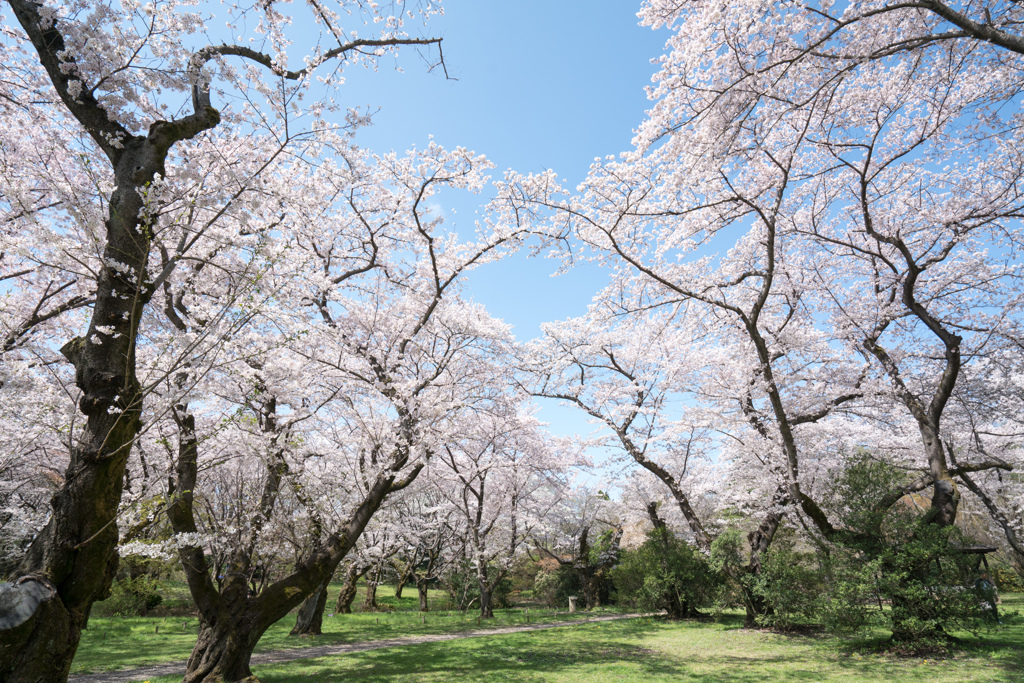 昭和記念公園【桜の園：桜林の近景】②20230329