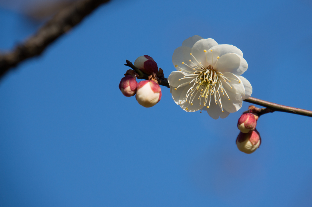 神代植物公園【梅：八重海棠】